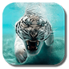 тигр Живые обои Версия: 2.9.1