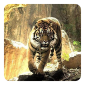 Тигры Живые Обои Версия: 8.1
