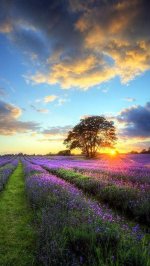 Идеальный Закат Живые Обои