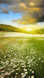 Идеальный Закат Живые Обои