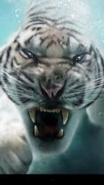 тигр Живые обои