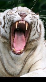 тигр Живые обои