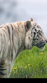 тигр Живые обои