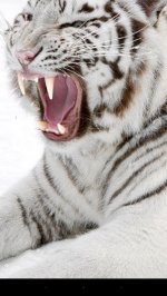 тигр Живые обои