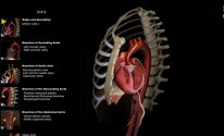 Anatomy Learning - 3D Atlas