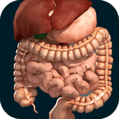 Внутренние органы в 3D Версия: 2.9.12