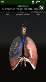 Внутренние органы в 3D