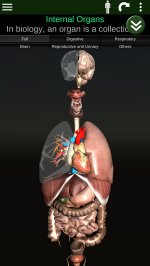 Внутренние органы в 3D