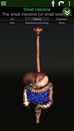 Внутренние органы в 3D