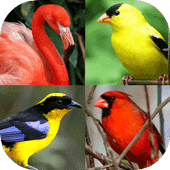 Птицы мира - Викторина о птицах со всего света Версия: 1.1