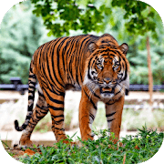 Hungry Tiger 3D Версия: 1.321