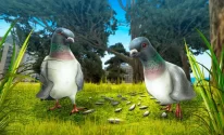 City Bird Pigeon Simulator 3D