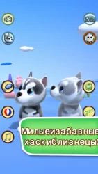 Говоря хаски Собаки