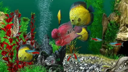 AquaLife 3D