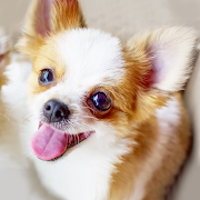 Chihuahua Dog Simulator Версия: 1.0.1