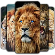 Lion Wallpaper