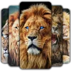 Lion Wallpaper Версия: 3.0.0