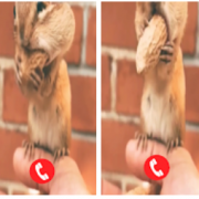 Chipmunk Fake Video Call Версия: 1.4 (1)